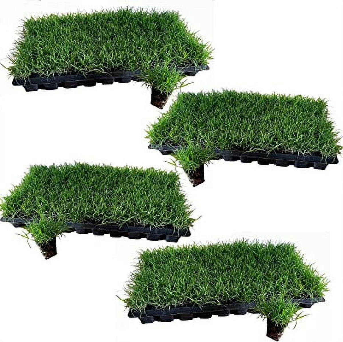 Tahoma 31 Bermuda Grass Plugs - 200 Large Plugs