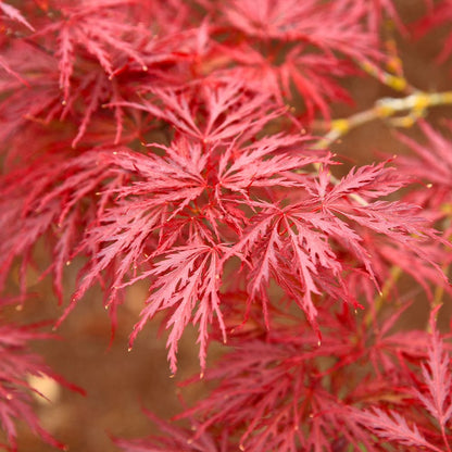 Brighter Blooms - Red Dragon Japanese Maple Tree, 1-2 ft. - No Shipping To AZ