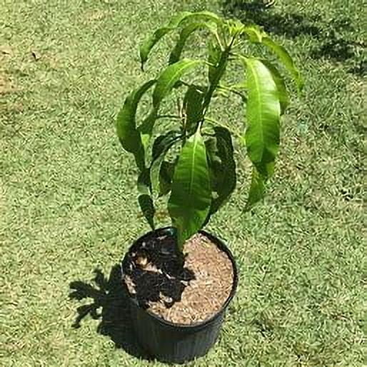 Malika Dwarf Cold Hardy MANGO TREE GRAFTED (2-4 Feet Tall)
