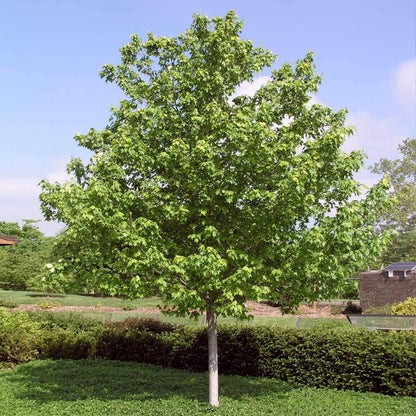 Brighter Blooms - Red Sunset? Maple Tree, 6-7 ft. - No Shipping to AZ