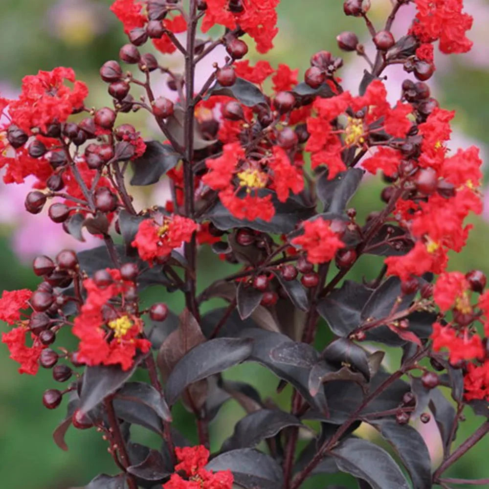 Proven Winner 3-4 ft. tall Center Stage Red Crape Myrtle Live Tree in 7-Gallon Grower Pot