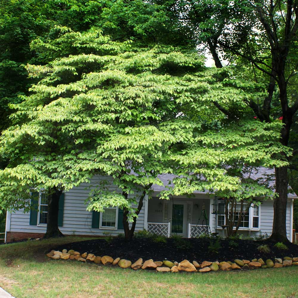 Brighter Blooms - White Kousa Dogwood, 3-4 ft. - No Shipping to AZ, FL