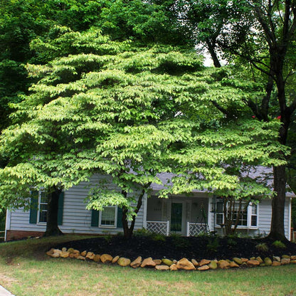 Brighter Blooms - White Kousa Dogwood, 3-4 ft. - No Shipping to AZ, FL