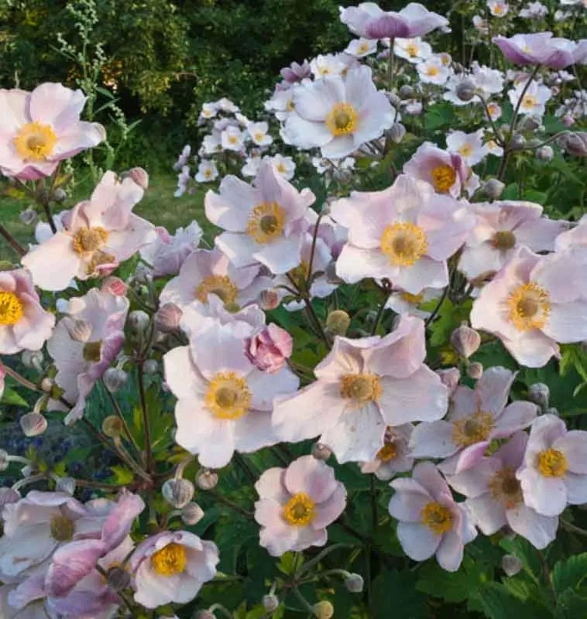 September Charm Japanese Anemone-Perennial-Elegant pink flowers  1 Gallon (Pack of 4)