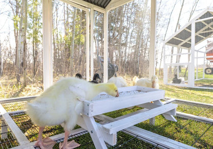 Zylina Modern Duck Barn - Duck Coop