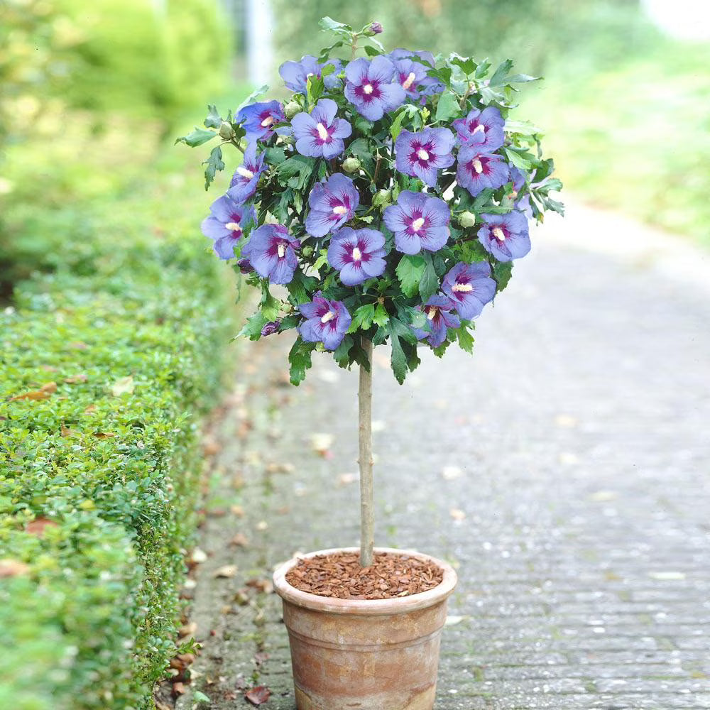 Brighter Blooms - Azurri Blue Satin? Rose of Sharon Althea Tree, 4-5 ft. - No Shipping to AZ, OR