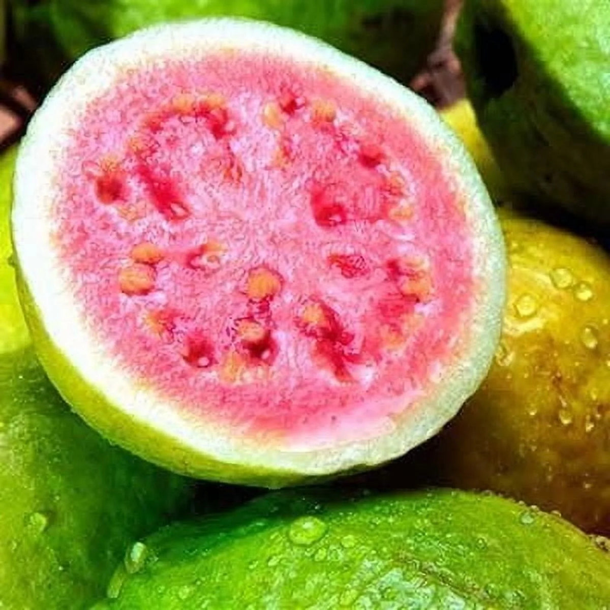 Brighter Blooms - Guava Tree 'Ruby Supreme', 5-6 ft. - No Shipping To AZ