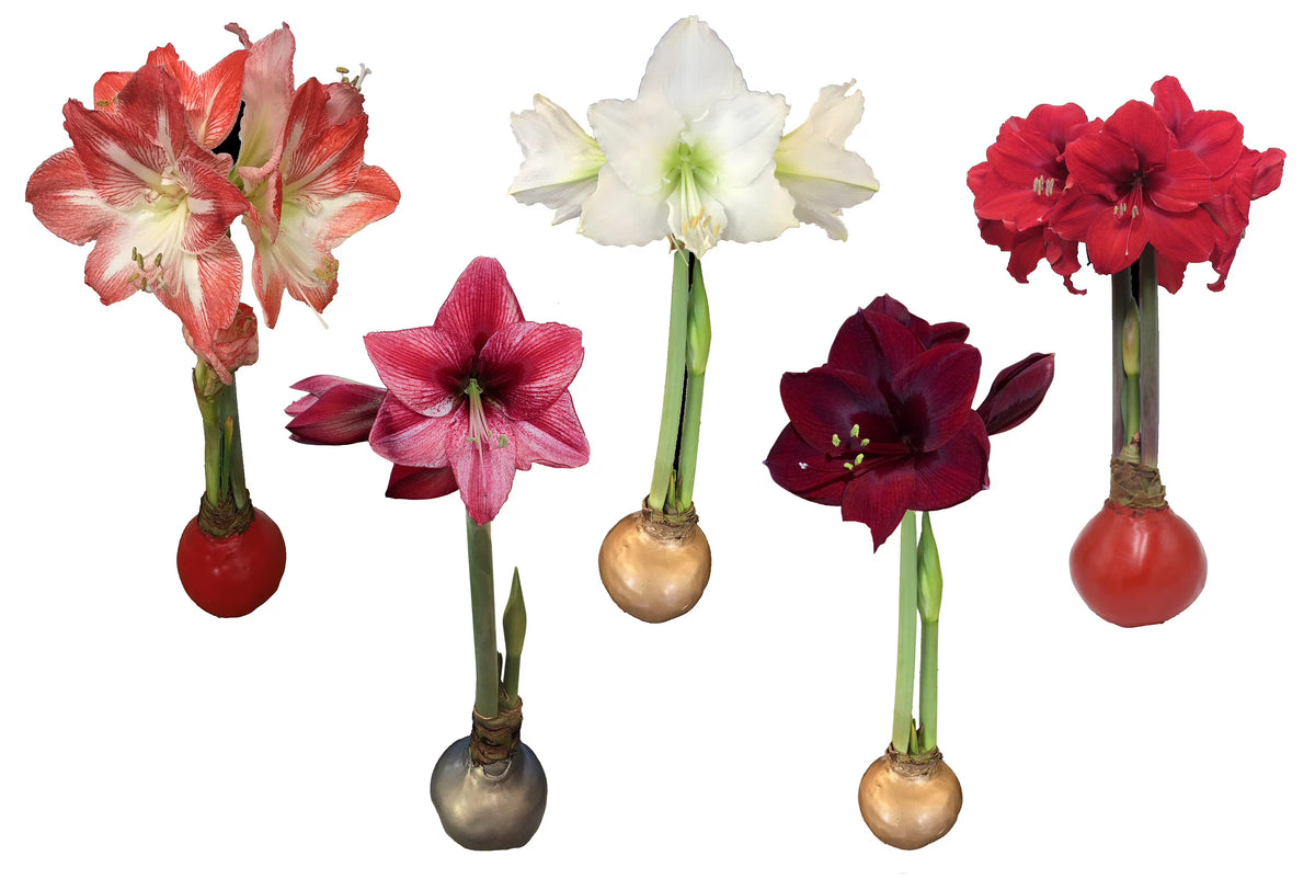 Waxed Amaryllis Bulb Holiday 5 Pack---Five Assorted Waxed Amaryllis Bulbs 28/ 30cm- A Perfect Holiday Gift Bundle!