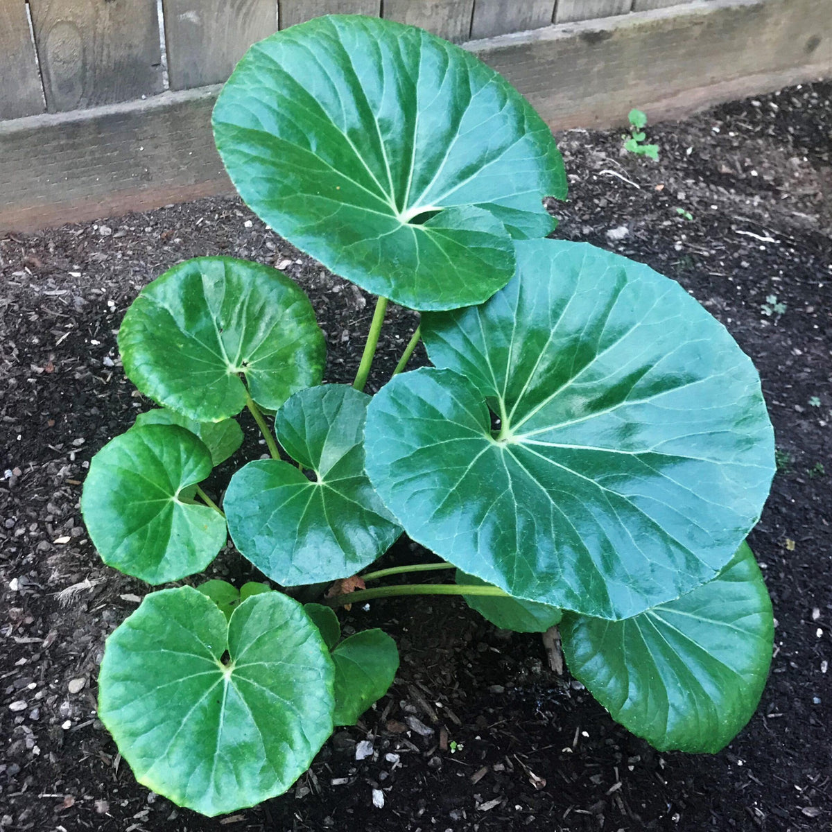 Gigantea Leopard Plant-Perennial-Attracts Pollinators  10" Pot