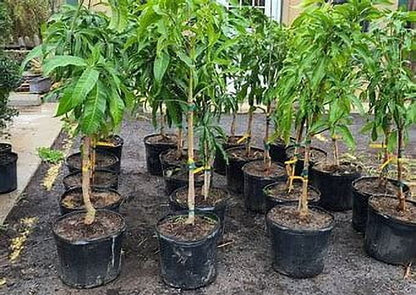 Malika Dwarf Cold Hardy MANGO TREE GRAFTED (2-4 Feet Tall)