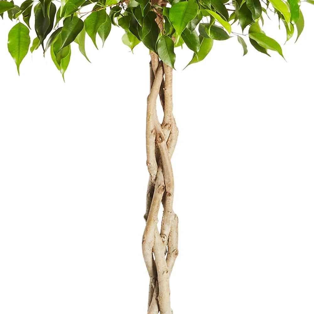Brighter Blooms - Braided Benjamina Ficus Tree, 3-4 ft. - No Shipping to AZ, OR